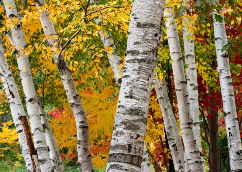 Answer: Tree #12